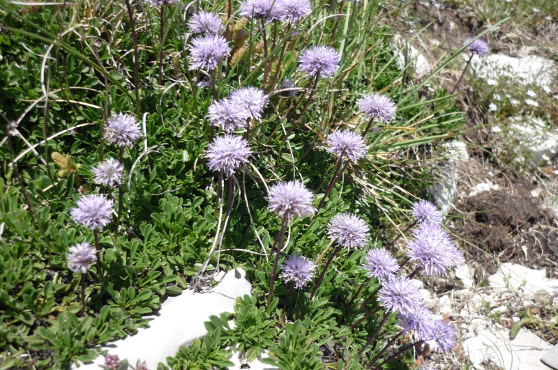 Castelluccio e le sue Helix ligata - H. delpretiana